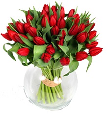 PURE RED TULIPS