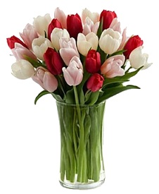 MIXED RED AND WHITE TULIPS