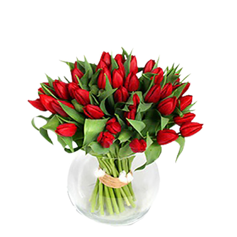Pure red tulips