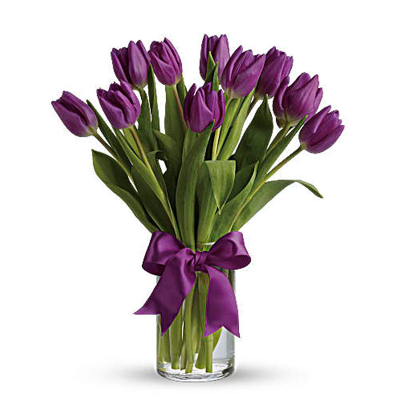 Pure purple tulips